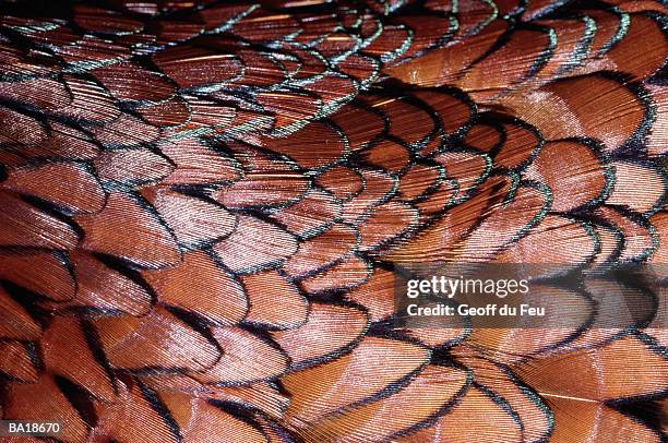pheasant (phasianidae sp.) feathers, full frame - g2 stock pictures, royalty-free photos & images