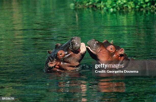 two hippopotami (hippotamus amphibius) sparring - g2 stock pictures, royalty-free photos & images