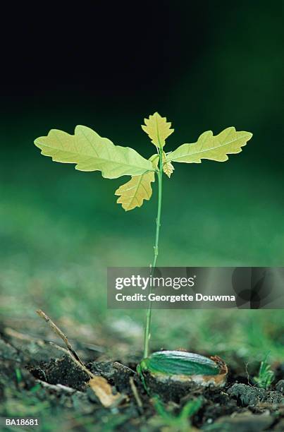 oak (quercus sp.) sprouting from acorn, close-up - g2 stock pictures, royalty-free photos & images