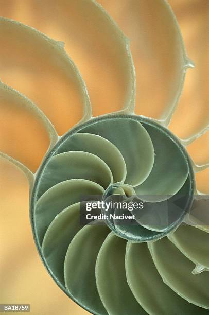 nautilus shell, close-up - g2 stock pictures, royalty-free photos & images