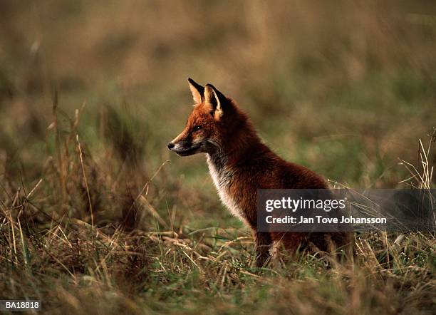 red fox (vulpes vulpes), sweden - g2 stock pictures, royalty-free photos & images