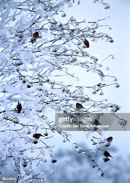 bullfinches (pyrrhula pyrrhula) in frost covered tree, sweden - g2 stock pictures, royalty-free photos & images
