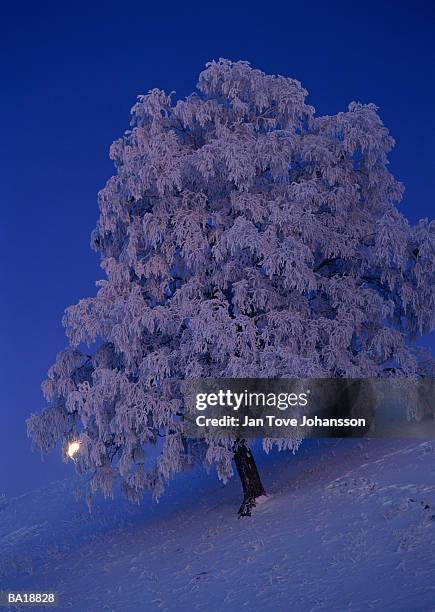 hoar frost on birch tree in moonlight, sweden - g2 stock pictures, royalty-free photos & images