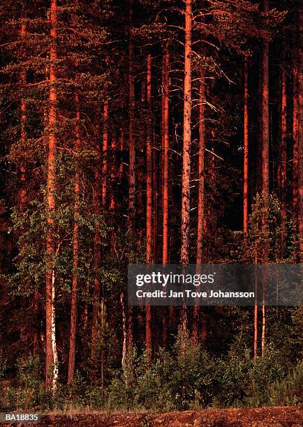 spruce forest at dawn, sweden - g2 stock pictures, royalty-free photos & images