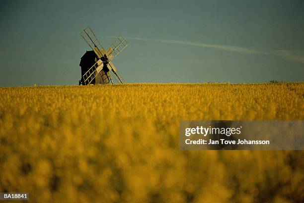 windmill in rape field, sweden - g2 stock pictures, royalty-free photos & images