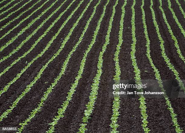 sugarbeet field, sweden - g2 stock pictures, royalty-free photos & images