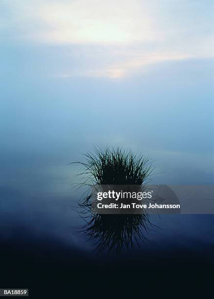 tuft of sedge in lake at dusk, smaland, sweden - g2 stock pictures, royalty-free photos & images
