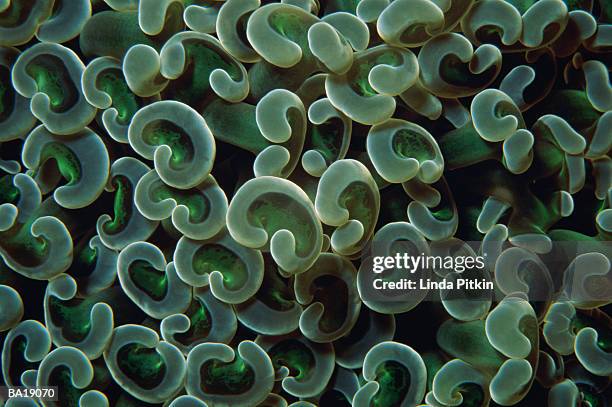 coral polyps (euphyllia ancora) - g2 stock pictures, royalty-free photos & images