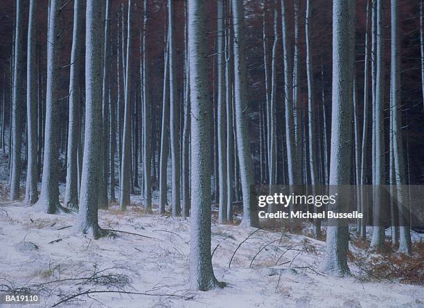 forest tree trunks, england - g2 stock pictures, royalty-free photos & images