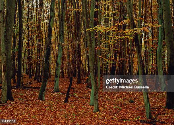 tree trunks in autumn, france - g2 stock pictures, royalty-free photos & images