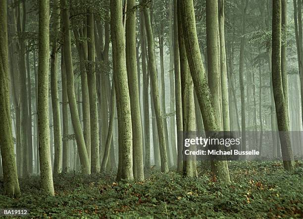 forest tree trunks, france - g2 stock pictures, royalty-free photos & images