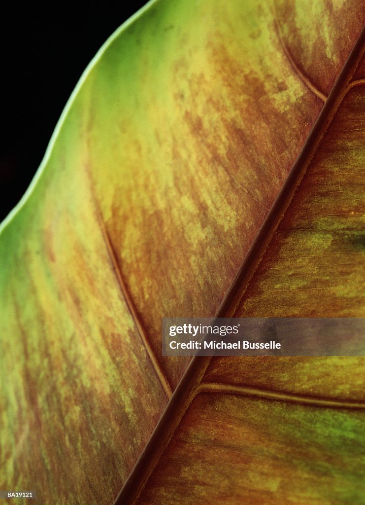 Rubber plant leaf (Ficus elastica), close-up