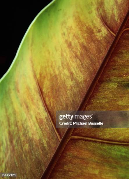 rubber plant leaf (ficus elastica), close-up - g2 stock pictures, royalty-free photos & images