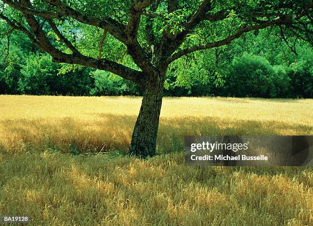 field with tree, france - g2 stock pictures, royalty-free photos & images