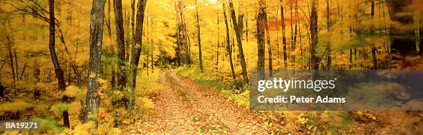 canada, ontario, path through forest in autumn - g2 stock pictures, royalty-free photos & images