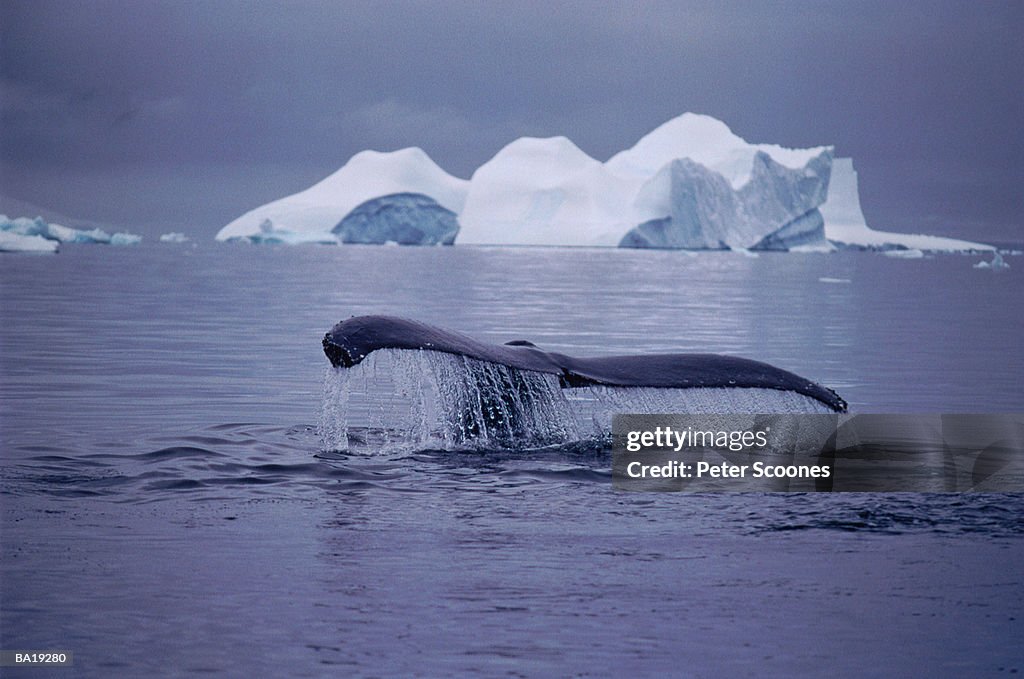 Humpback whale (Megaptera novaeangliae), tail above water