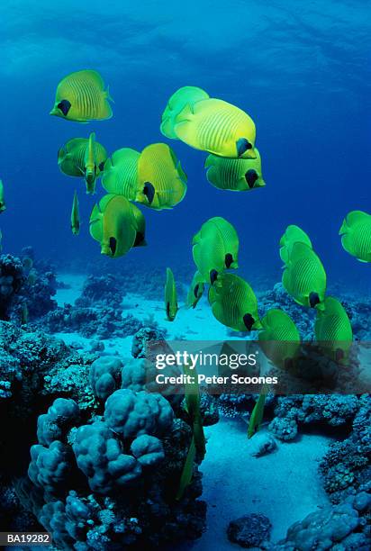 school of masked butterflyfish (chaetodon semilarvatus) - g2 stock pictures, royalty-free photos & images