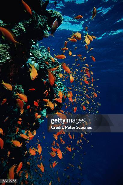 school of jewel lyretail anthias (pseudanthias squamipinnis) - jewel fairy basslet stock pictures, royalty-free photos & images