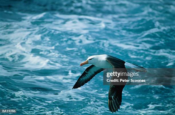 black-browed albatross (diomedea melanophris) in flight, side view - isole dell'oceano atlantico meridionale foto e immagini stock