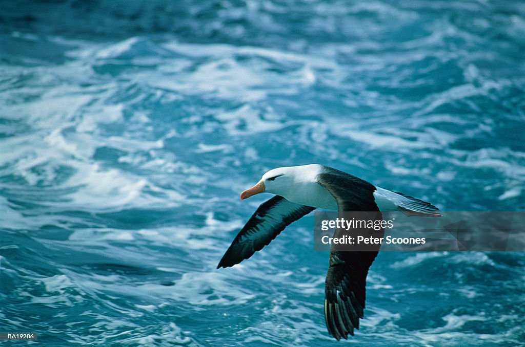 Black-browed albatross (Diomedea melanophris) in flight, side view