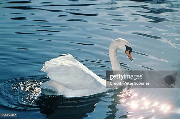 mute swan (cygnus olor) on lake, close-up, side view - swan imagens e fotografias de stock