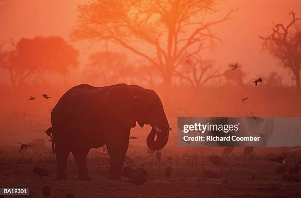 african elephant (loxodonta africana) feeding, silhouette, sunset - g2 stock pictures, royalty-free photos & images