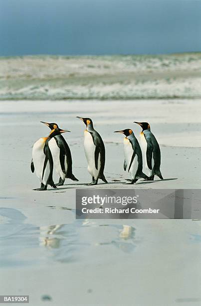 king penguins (aptenodytes patagonicus) walking on beach - atlantische eilanden stockfoto's en -beelden