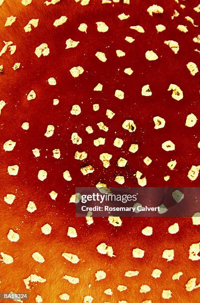 fly agaric mushroom (amanita muscaria), close-up - wulstling stock-fotos und bilder