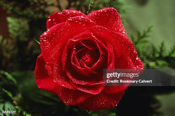 water droplets on red rose, close-up - g2 stock pictures, royalty-free photos & images