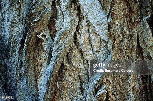 bark of live cottonwood tree, close-up - cottonwood imagens e fotografias de stock