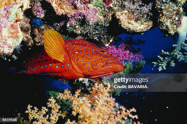 coral hind (cephalopholis miniata), rea sea - coral hind stock pictures, royalty-free photos & images