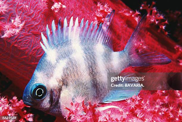 juvenile sergeant-major fish (abudefduf saxatilis) - sergeant stock pictures, royalty-free photos & images