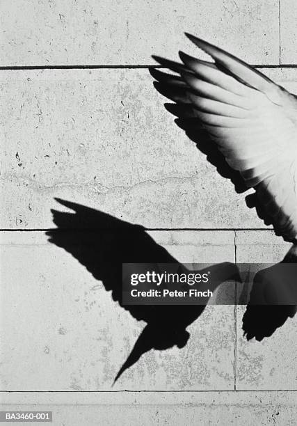 flying pigeon (columba sp.) casting shadow on wall (b&w) - pidgeon stock pictures, royalty-free photos & images