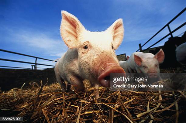 piglets (sus sp.) in pen, outdoors, close-up - domestic pig stock pictures, royalty-free photos & images