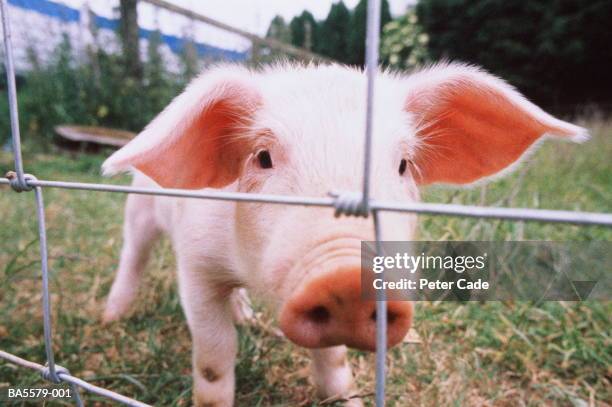 58 Peter Snout Stock Photos, HighRes Pictures, and Images Getty Images