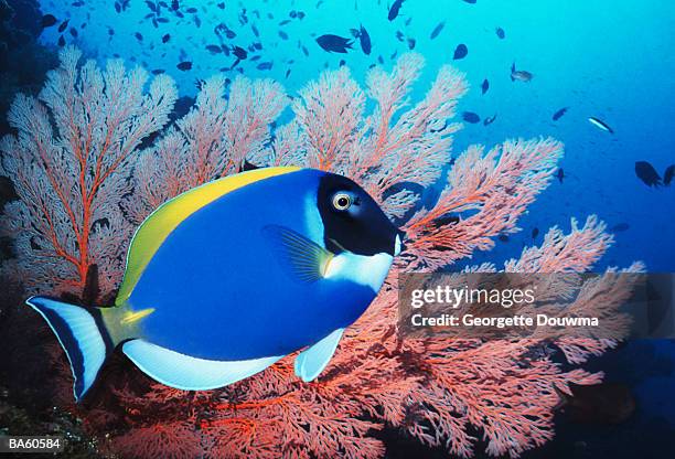 powderblue surgeonfish (acanthurus leucosternon) with gorgonian coral - pez tropical fotografías e imágenes de stock