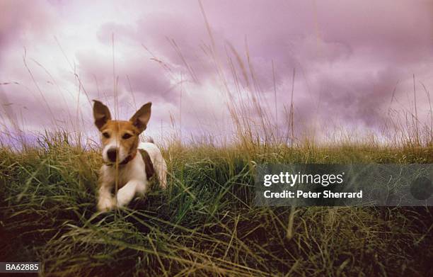 jack russell terrier running through grass - peter russell stock pictures, royalty-free photos & images