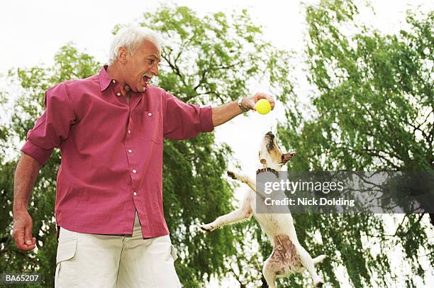 mature man in park holding ball out to jumping jack russell - will russell stock pictures, royalty-free photos & images