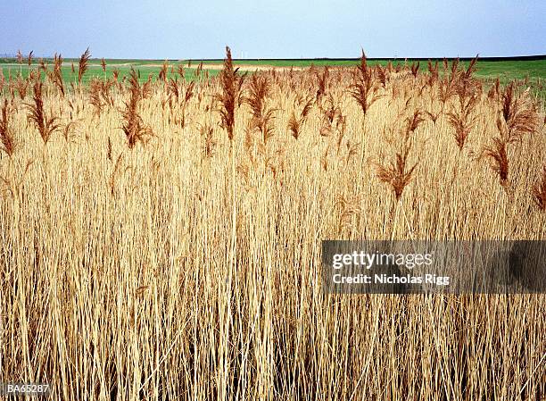 reeds, close-up - eastern england 個照片及圖片檔