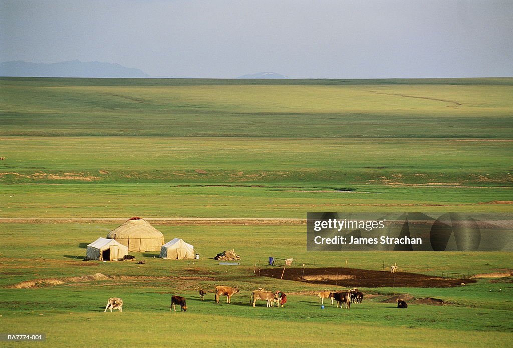 Kyrgyzstan, Lake Son-kul, yurt encampment and cattle on plain