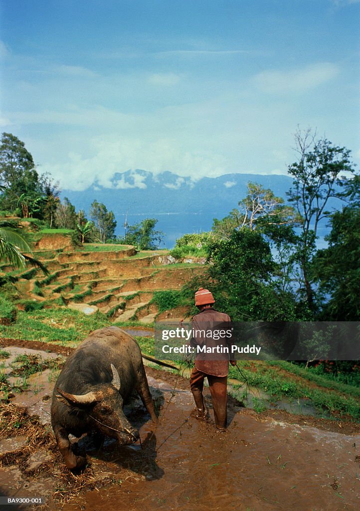 Indonesia, Sumatra, man using water buffalo to plough rice terraces