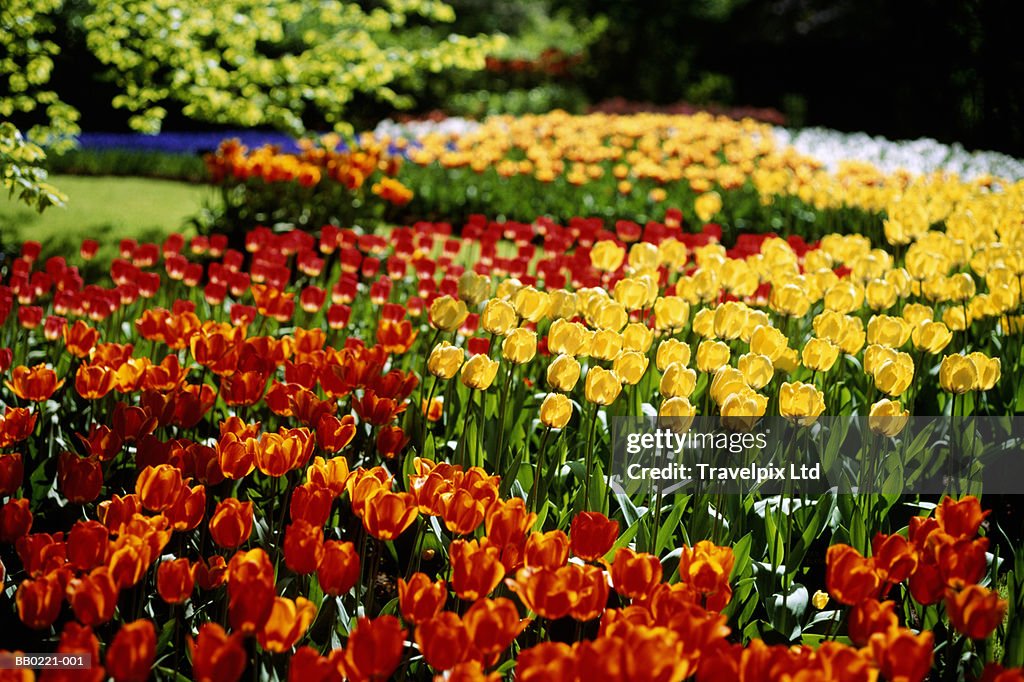 Tulips in garden, spring