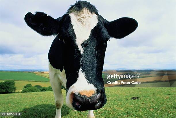 friesian dairy cow (bos taurus) in rolling pasture, head-shot - one animal stock pictures, royalty-free photos & images