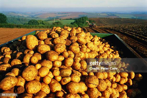 trailer loaded with potato harvest in field - potato harvest imagens e fotografias de stock