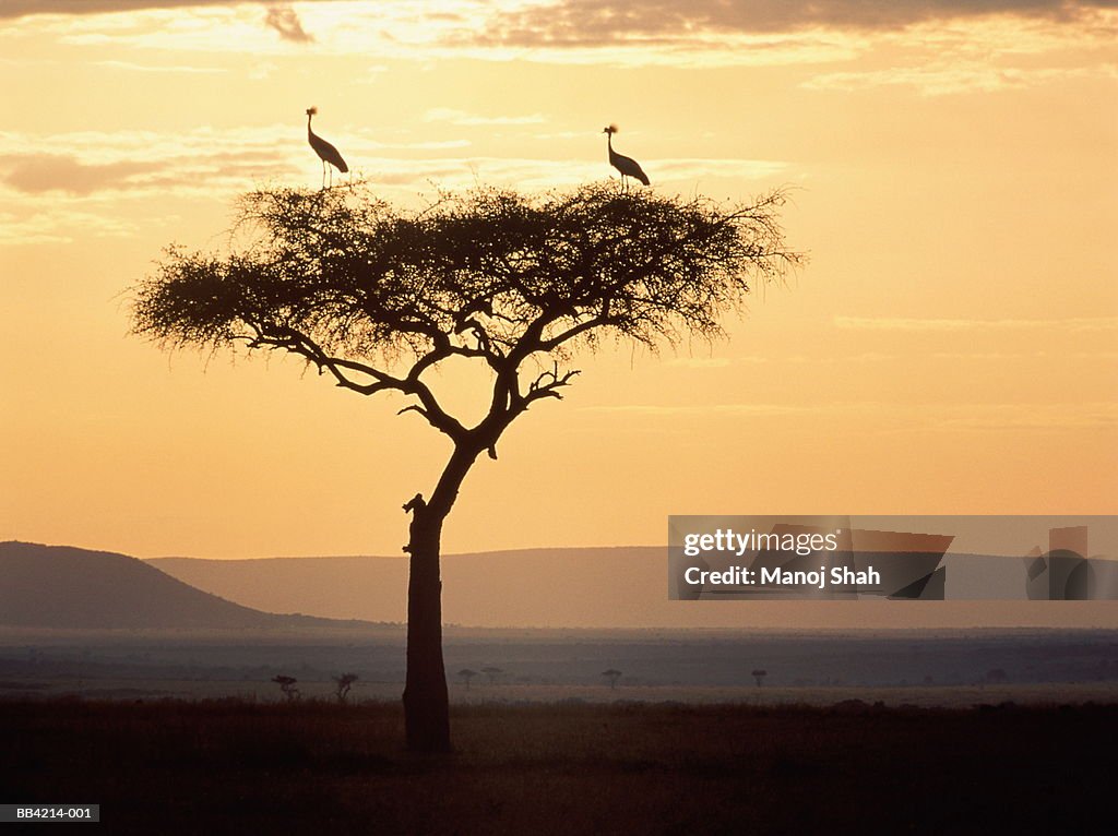 Crowned cranes perched on acacia tree at sunrise, Kenya