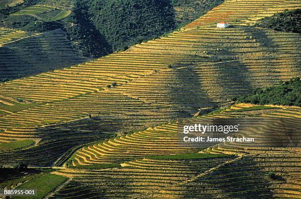portugal, douro valley, lone house and terraced vineyards - ドウロ川 ストックフォトと画像
