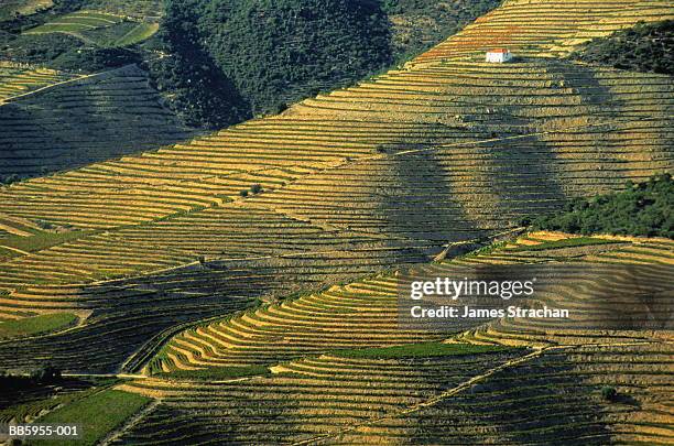 portugal, douro valley, lone house and terraced vineyards - portugal vineyard stock pictures, royalty-free photos & images