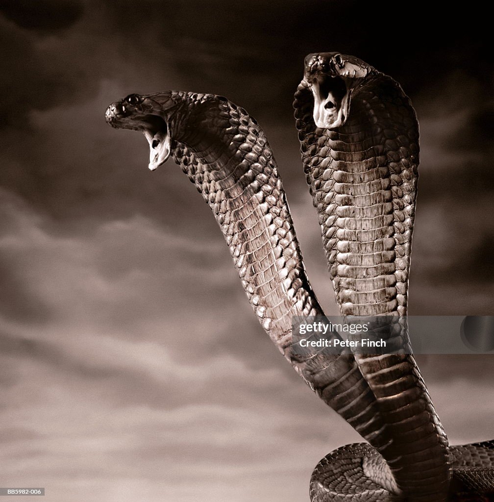 Twoheaded Cobra Snake High-Res Stock Photo - Getty Images