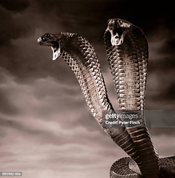 Twoheaded Cobra Snake High-Res Stock Photo - Getty Images