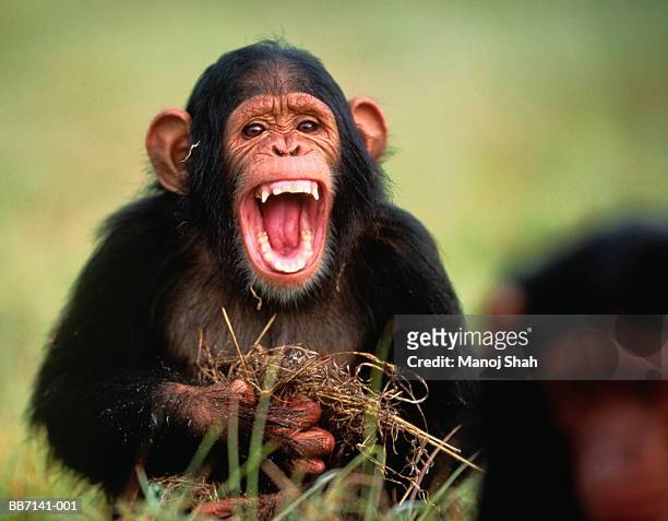 common chimpanzee (pan troglodytes) displaying anger, kenya - angry monkey stock pictures, royalty-free photos & images